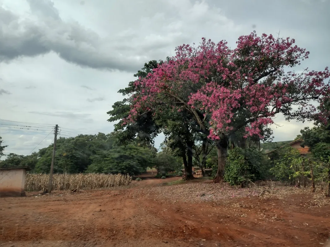 Imagem ilustrativa da imagem #A CIDADE FALA - Bela Vista
