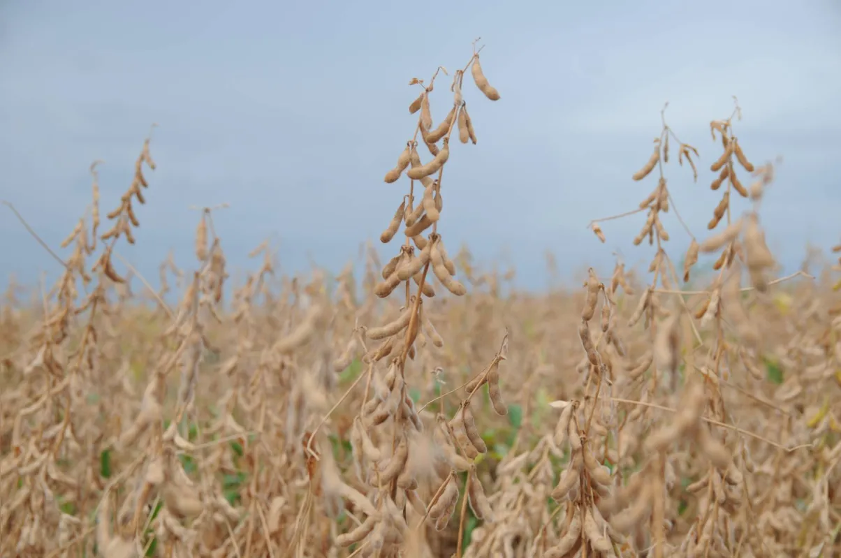 Imagem ilustrativa da imagem Agricultura do Paraná: crise e oportunidades para agir agora e repensar o futuro