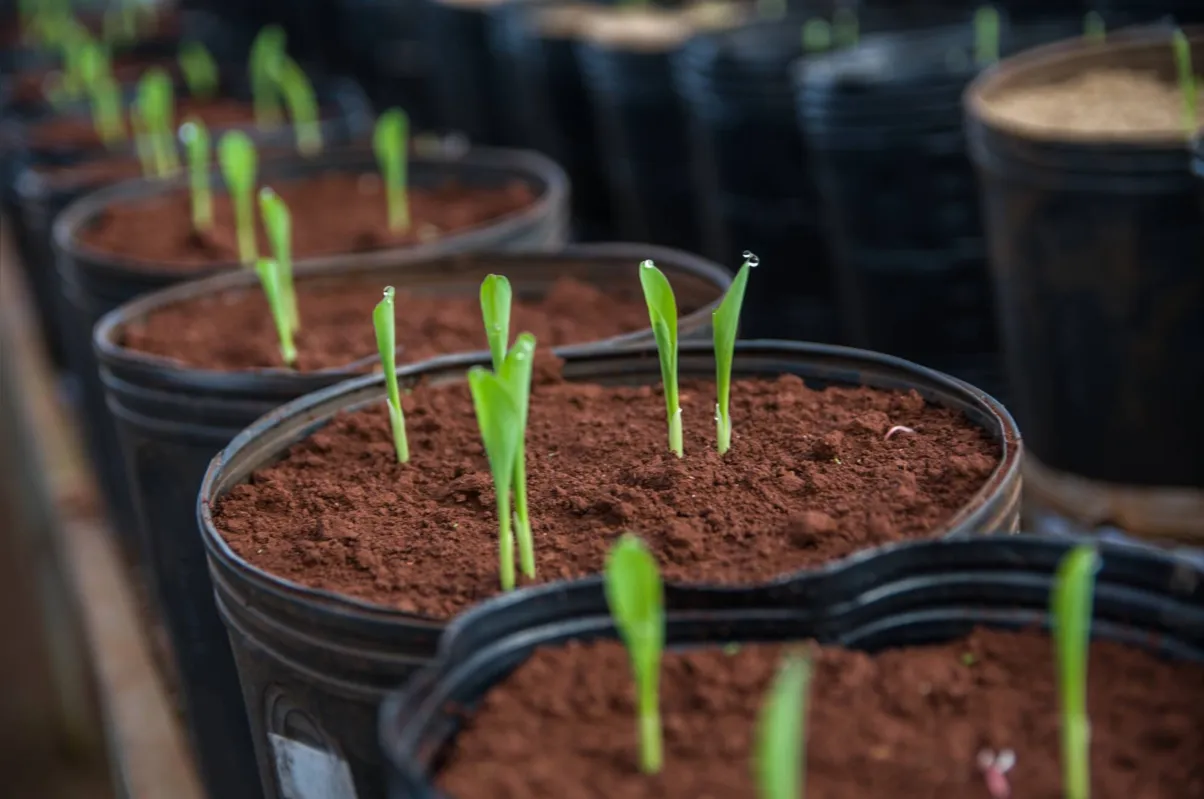 Incubadora de empresas da UEL abriga atualmente 16 negócios, sendo seis do setor agro