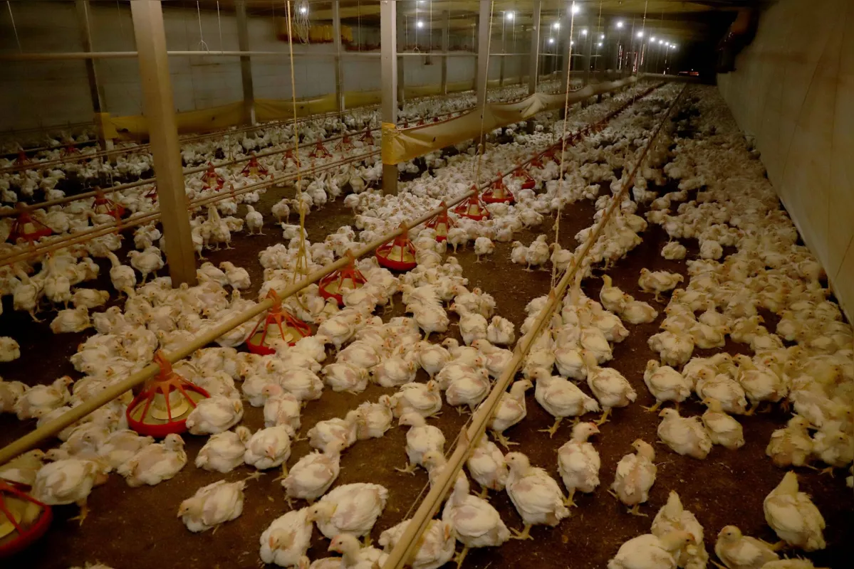 No total, Brasil abateu 169,87 milhões a mais de frangos no ano passado