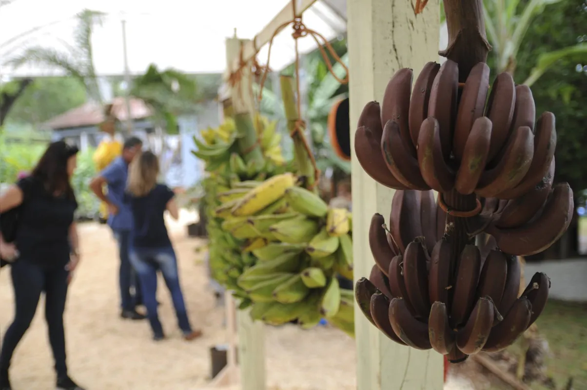 Vila Rural terá espaço também para pequenos agricultores exporem sua produção