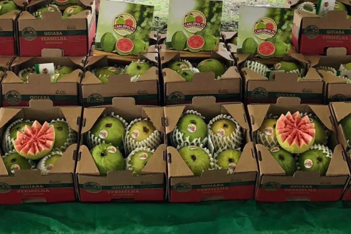 Imagem ilustrativa da imagem Fruticultores do Norte Pioneiro conquistam selo global