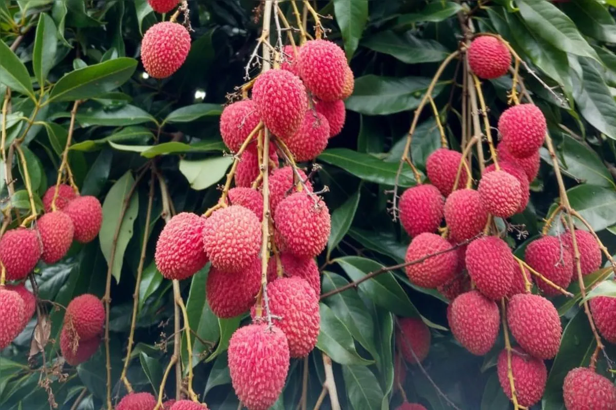 Imagem ilustrativa da imagem Fruticultores do Norte Pioneiro conquistam selo global