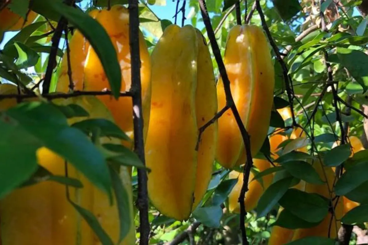Imagem ilustrativa da imagem Fruticultores do Norte Pioneiro conquistam selo global