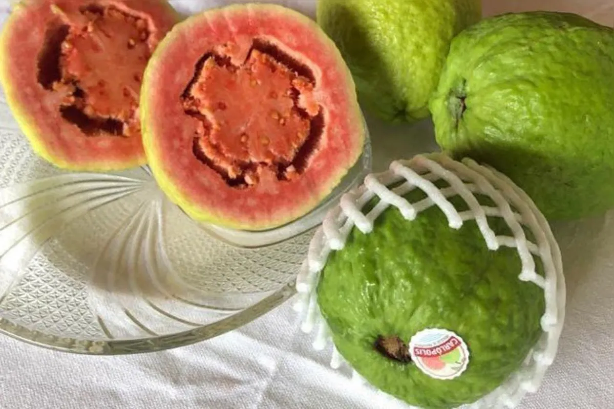 Imagem ilustrativa da imagem Fruticultores do Norte Pioneiro conquistam selo global