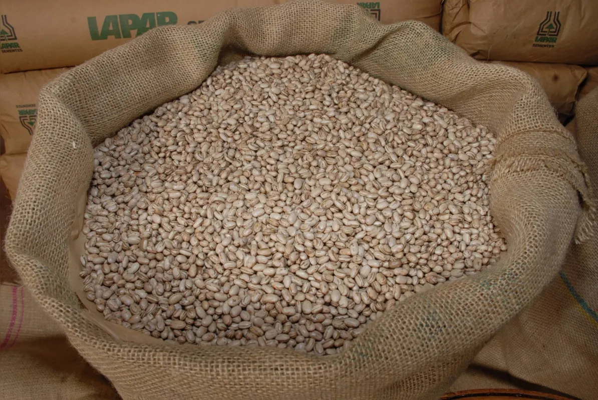 No período de 14 a 18 de março, o produtor recebeu, em média, R$ 302,00/sc de 60 kg de feijão de cor, aumento de 10% em comparação à semana passada