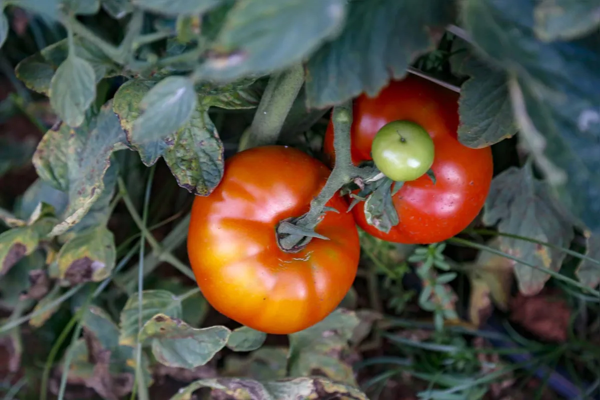 Mais de 80% dos municípios paranaenses produzem tomate – 323 entre um total de 399