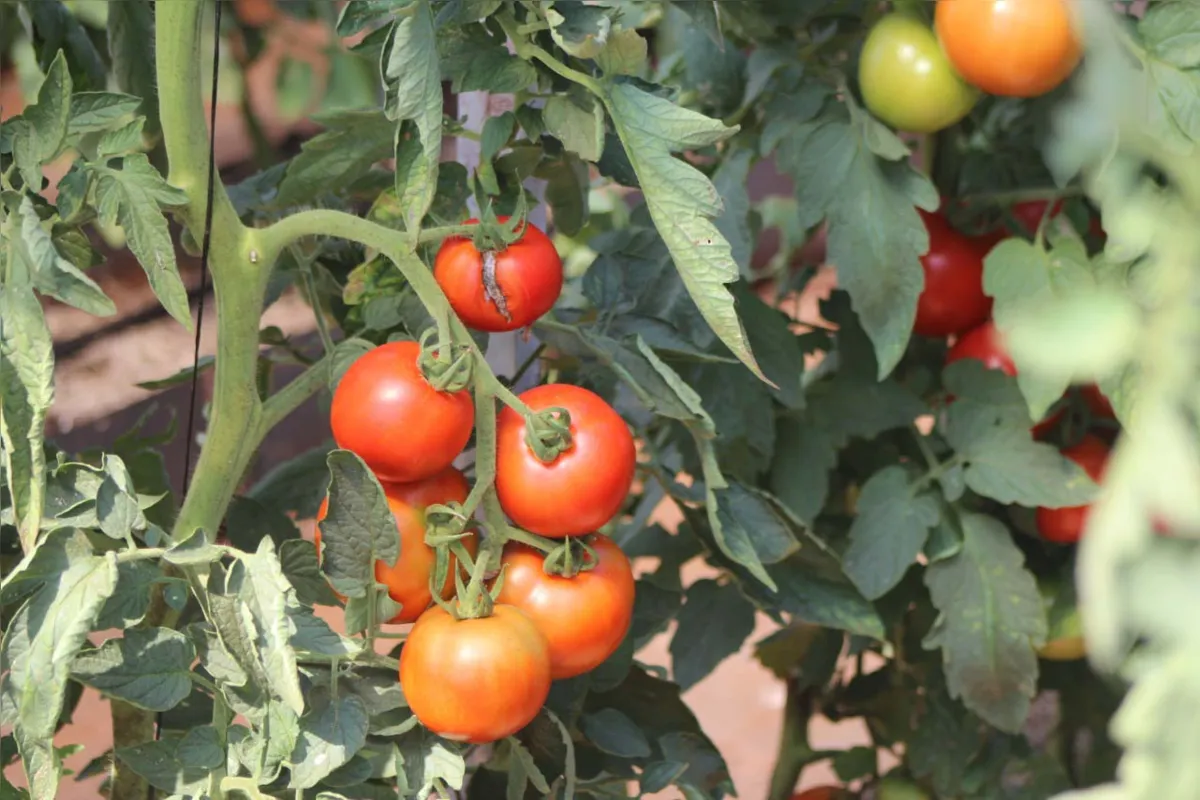 Paraná é o 5º maior produtor de tomates no Brasil, atrás de Goiás, São Paulo, Minas Gerais e Bahia