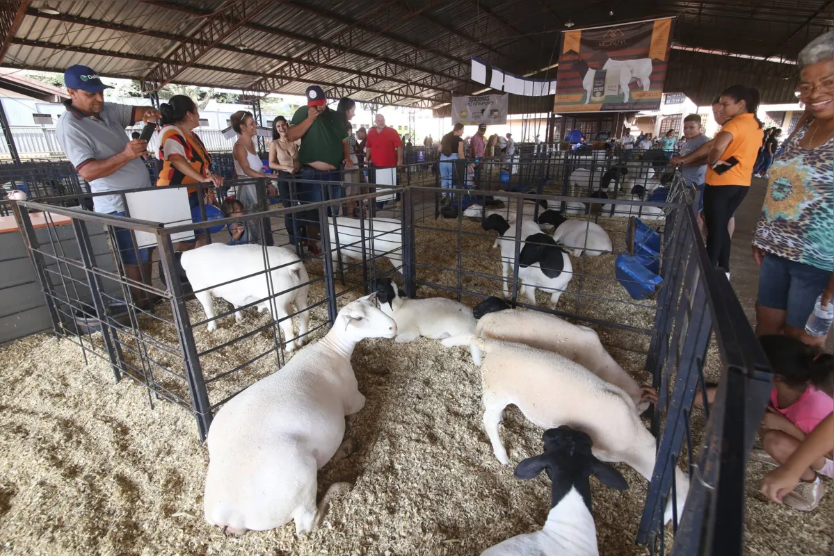 ExpoLondrina se consolida como o evento mais importante do setor de ovinos e caprinos da Região Sul do Brasil