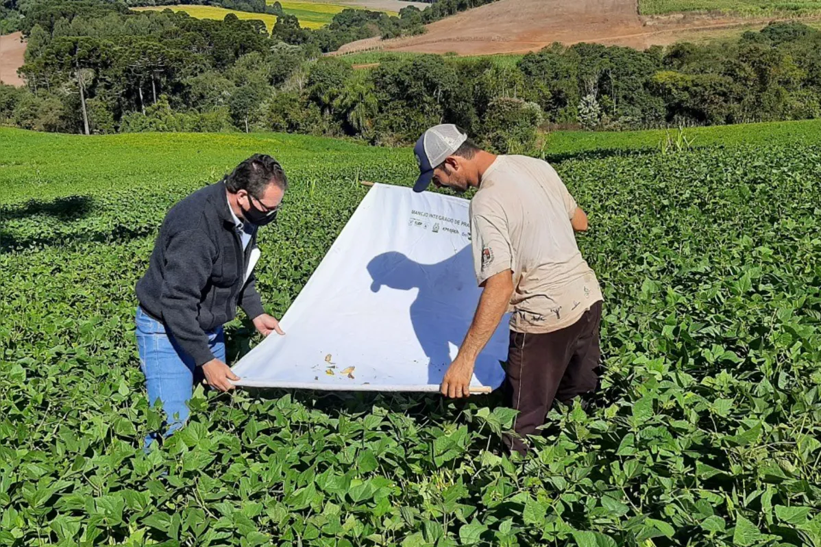 De acordo com os especialistas, o sucesso está no monitoramento, que possibilita a detecção nos estágios iniciais, quando a capacidade que as lagartas têm de consumir o pasto ainda é pequena