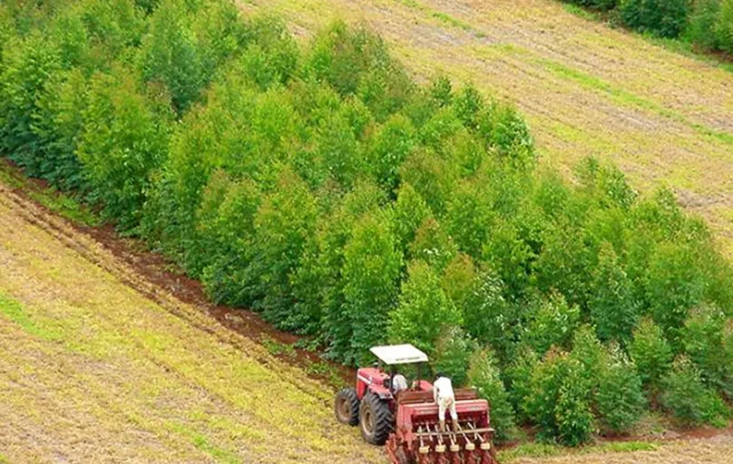 O sistema iLPF (integração lavoura-pecuária-floresta) integra o cultivo de lavouras com a de pastagens e florestas