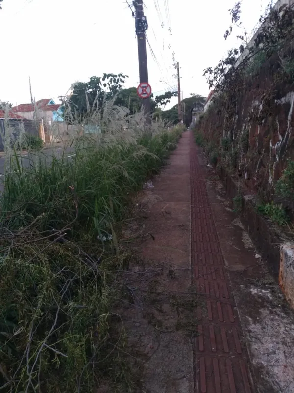Imagem ilustrativa da imagem #A CIDADE FALA - Matagal