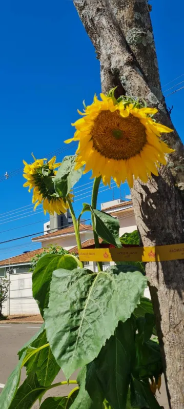 Imagem ilustrativa da imagem CIDADE FALA: Girassóis de Van Gogh na Rua Pistoia