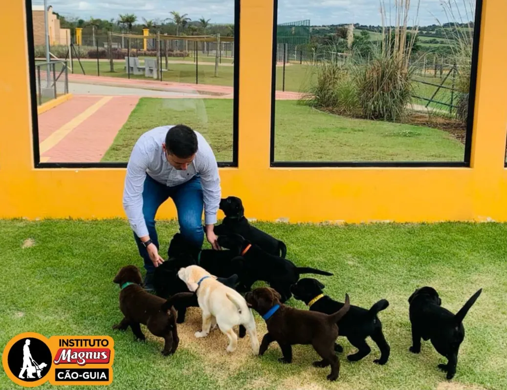O Instituto Magnus já treinou e doou 50 cães, a grande maioria para pessoas com deficiência visual