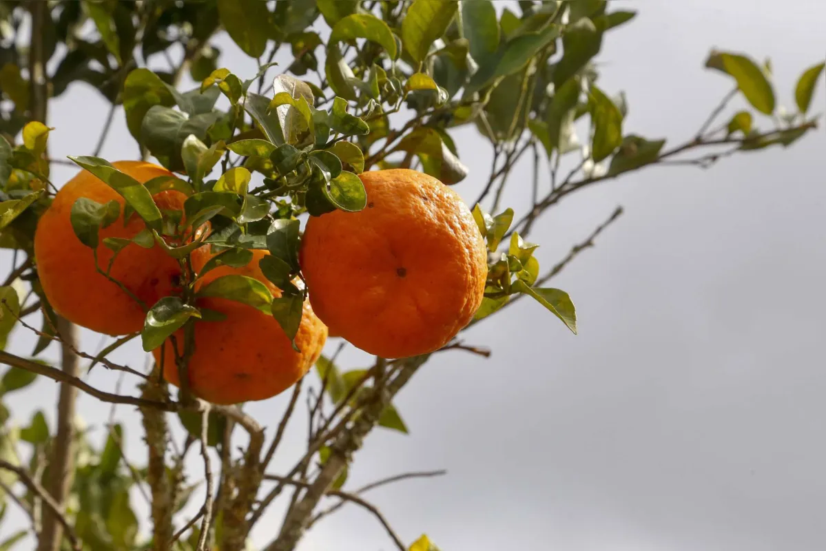 Tangerina e poncã tem como maior produtor no Paraná o município de Cerro Azul