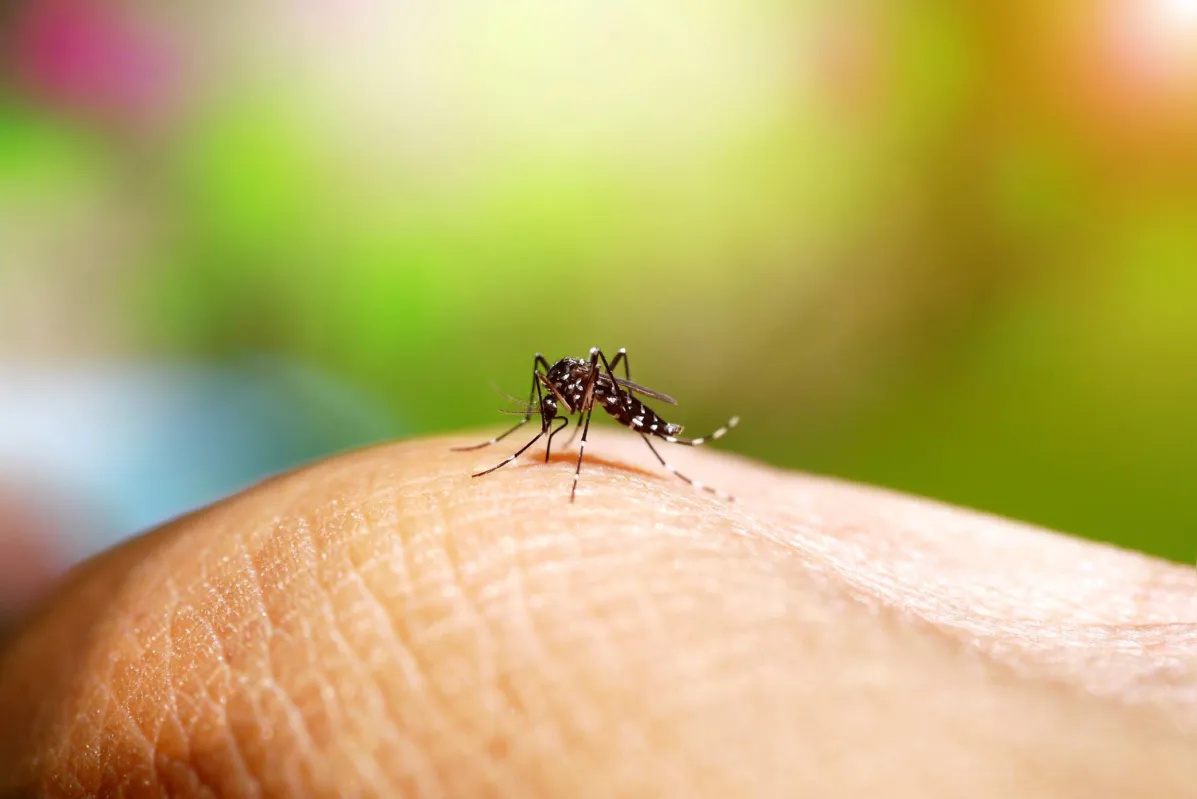 Imagem ilustrativa da imagem Com aumento de casos, Paraná declara epidemia de dengue