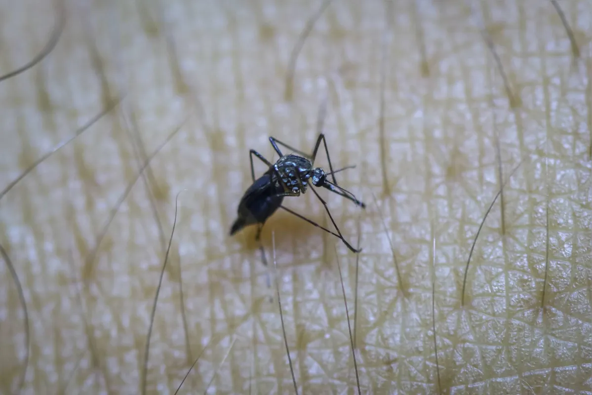 Imagem ilustrativa da imagem EDITORIAL - O combate à dengue deve ser permanente