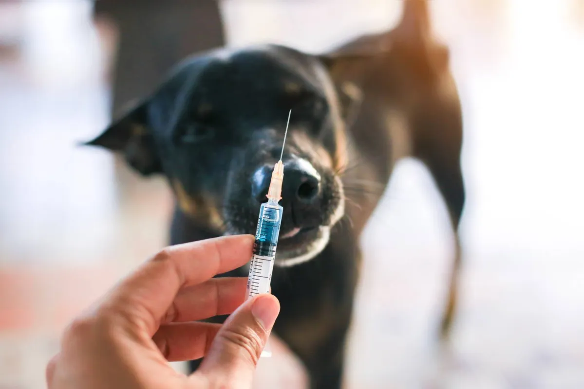 .