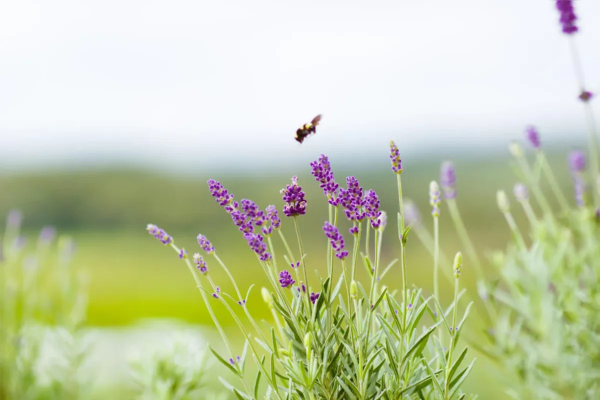 Imagem ilustrativa da imagem Provença é aqui: PR cria Rota da Lavanda