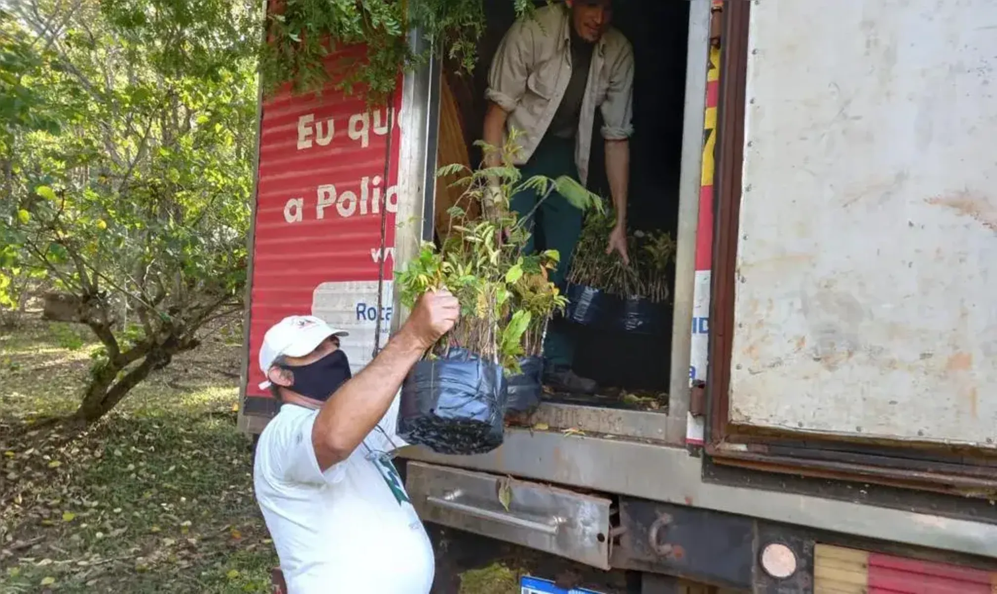 Imagem ilustrativa da imagem Concessionárias entregam 20 mil mudas de árvores para a Sema