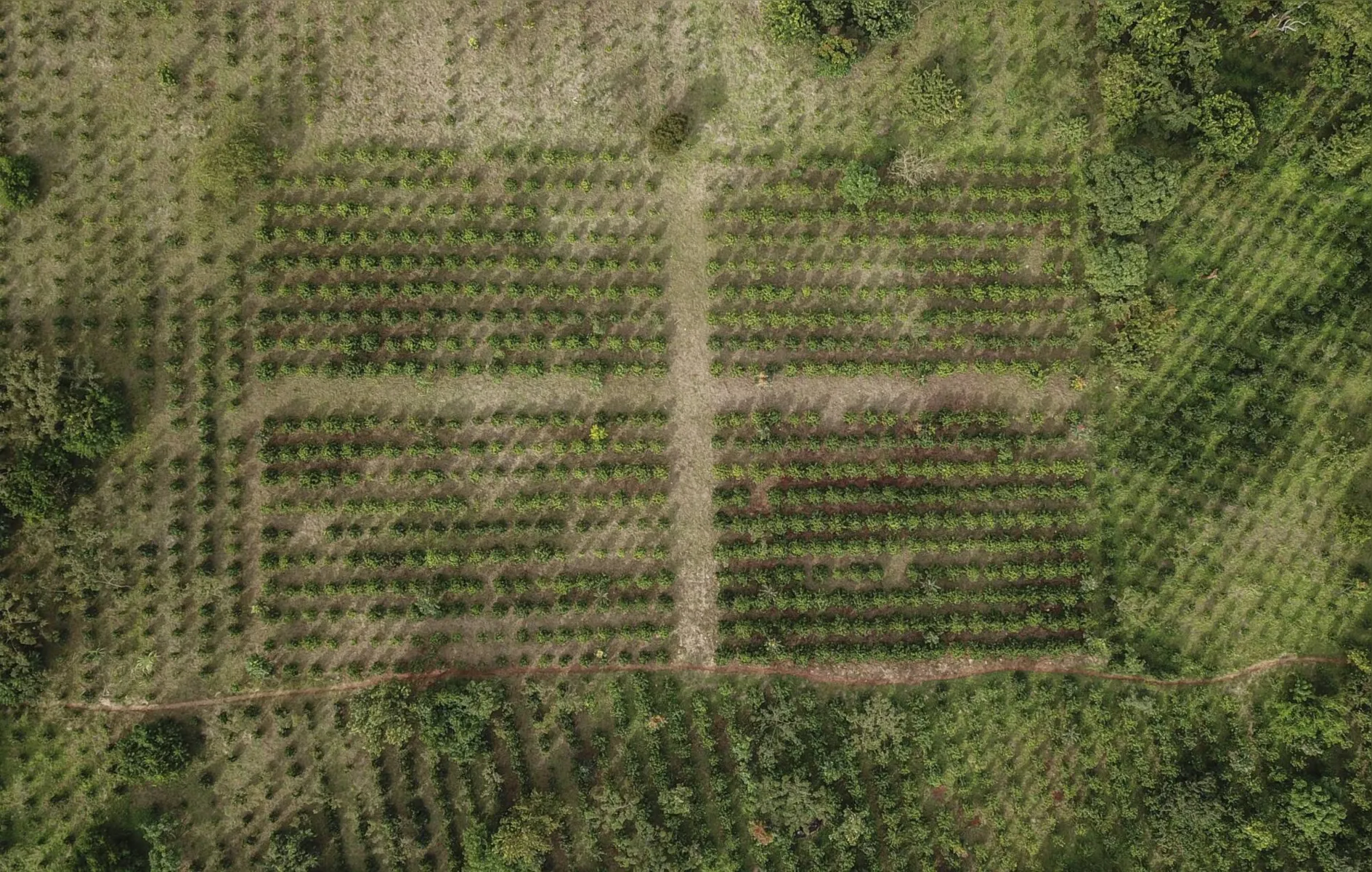 Vista aérea mostra plantações de café na serra da Gorongosa, em 20 de maio de 2022. A floresta devastada voltou a crescer, graças à cultura cafeeira, anteriormente estrangeira