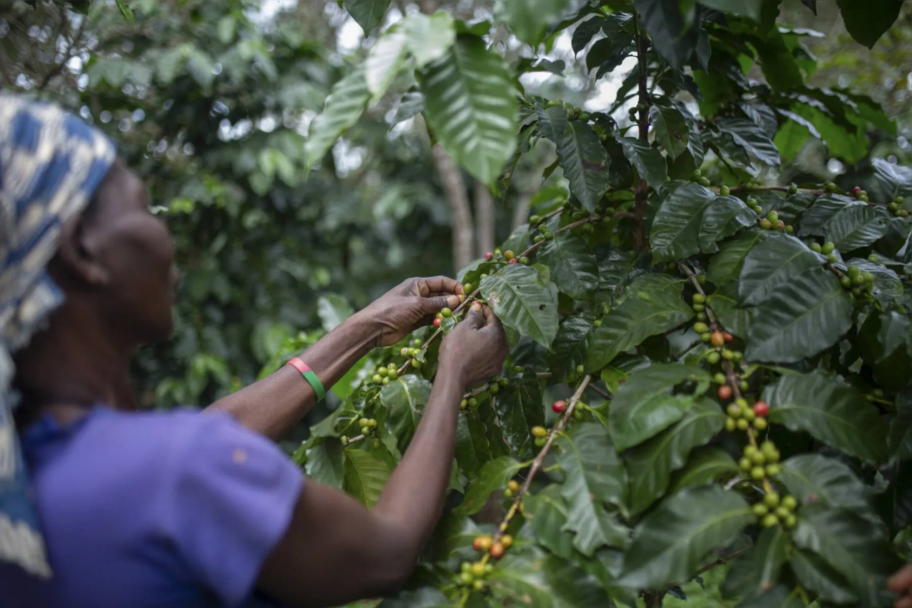 Imagem ilustrativa da imagem Cultivos de café salvam floresta tropical em Moçambique