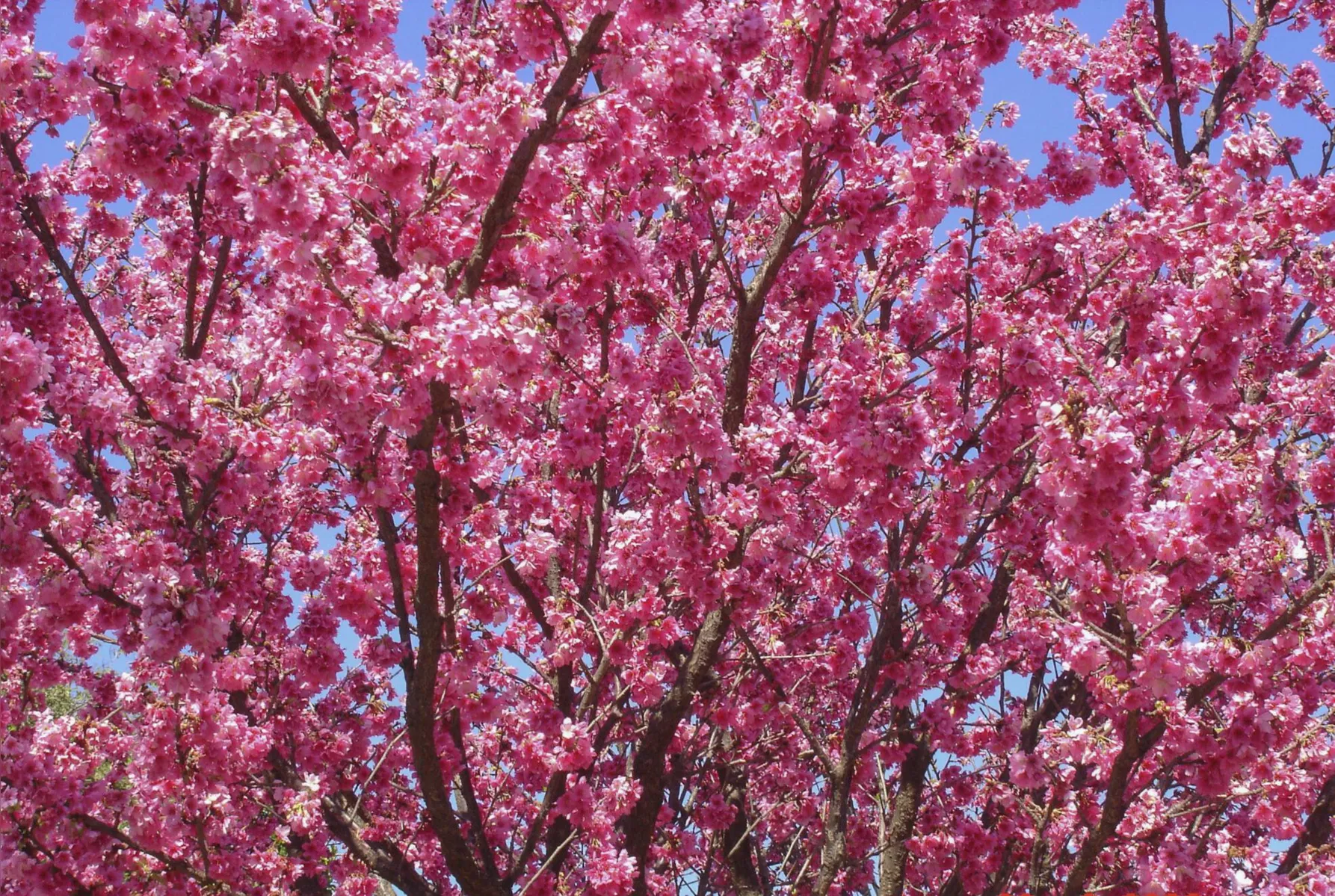 Imagem ilustrativa da imagem Florada da cerejeira embeleza ruas e parques de  Apucarana
