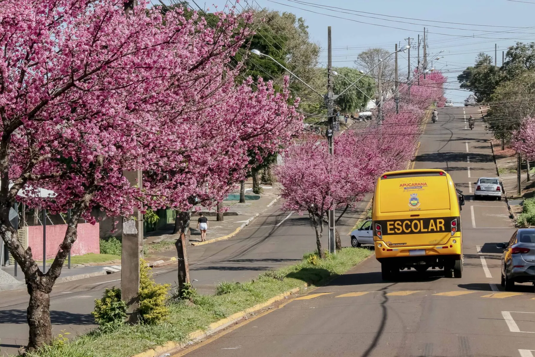 Imagem ilustrativa da imagem Florada da cerejeira embeleza ruas e parques de  Apucarana