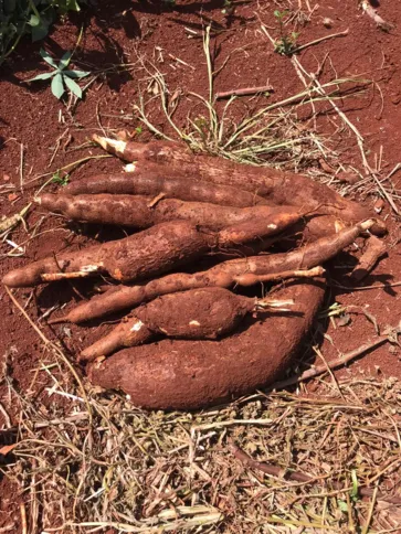 The new variety of cassava has good culinary qualities and aroma.  Saplings can now be bought by farmers