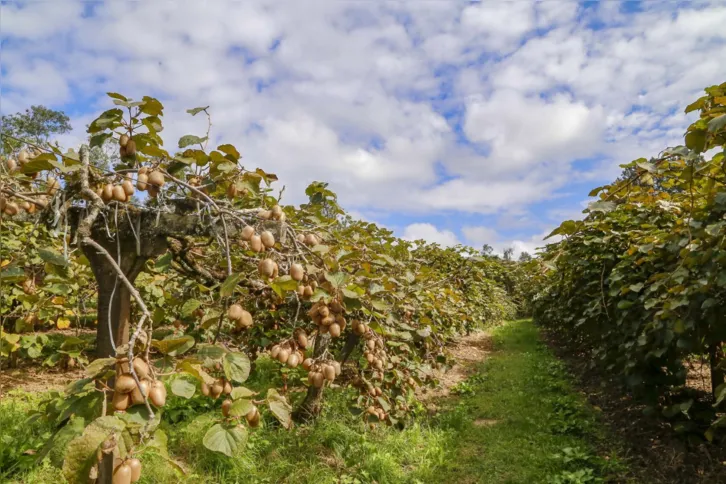 Kiwi é plantado em 28 municípios do Paraná, conforme levantamento do Deral