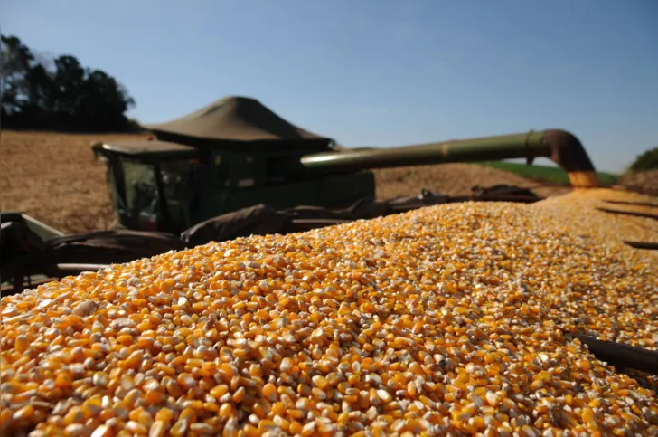 A segunda safra de milho registrou um incremento de área em comparação à safra anterior, alcançando 2,7 milhões de hectares no Estado, um aumento de 8,5% no comparativo com o ano passado