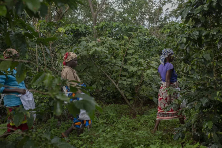 Mulheres caminham nas plantações de café em Moçambique: 300 empregos foram gerados