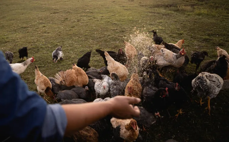As galinhas livres de gaiolas podem ser criadas fora ou de maneira mista em barracão com acesso a áreas externas