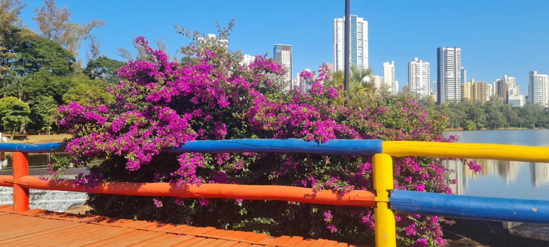 Imagem ilustrativa da imagem #A CIDADE FALA - Flores e céu azul