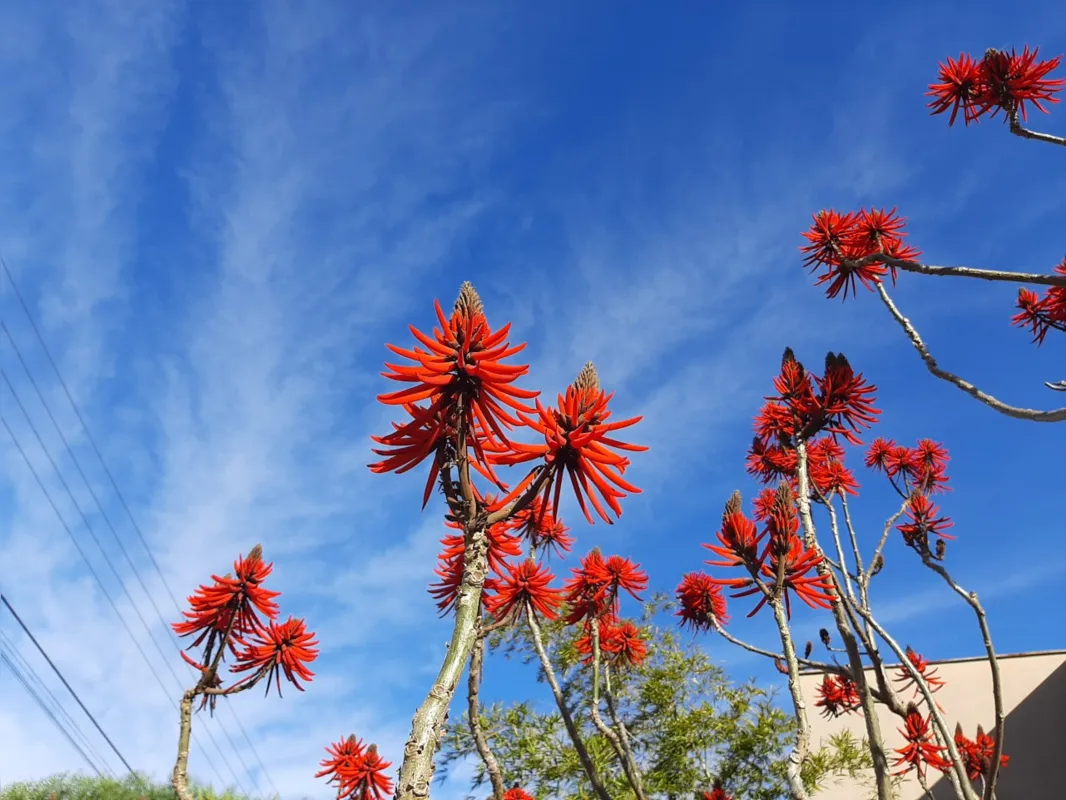 Imagem ilustrativa da imagem #A CIDADE FALA - Flores