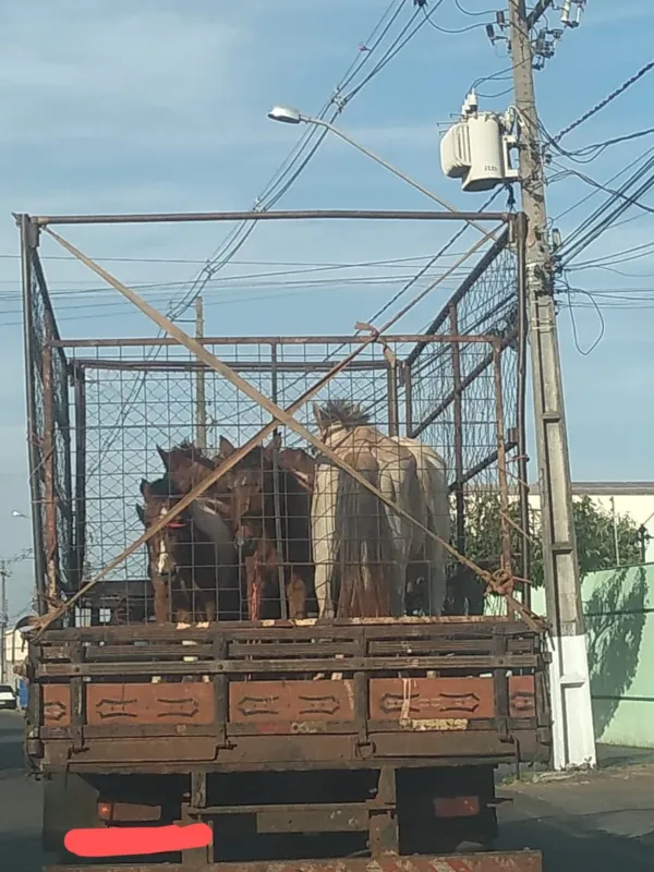 Imagem ilustrativa da imagem #A CIDADE FALA - TRANSPORTE DE ANIMAIS