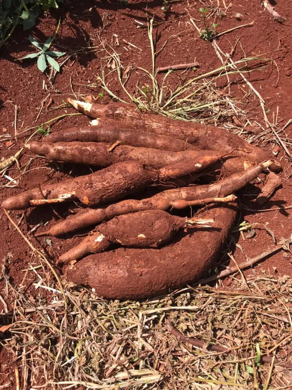 Nova cultivar de mandioca se destaca pela boa qualidade culinária e sabor. As mudas já podem ser adquiridas pelos agricultores