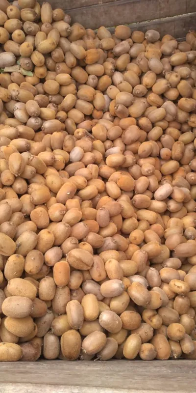 De olho na melhoria do mercado, Silvanei Upalo ampliou a produção de kiwi neste ano