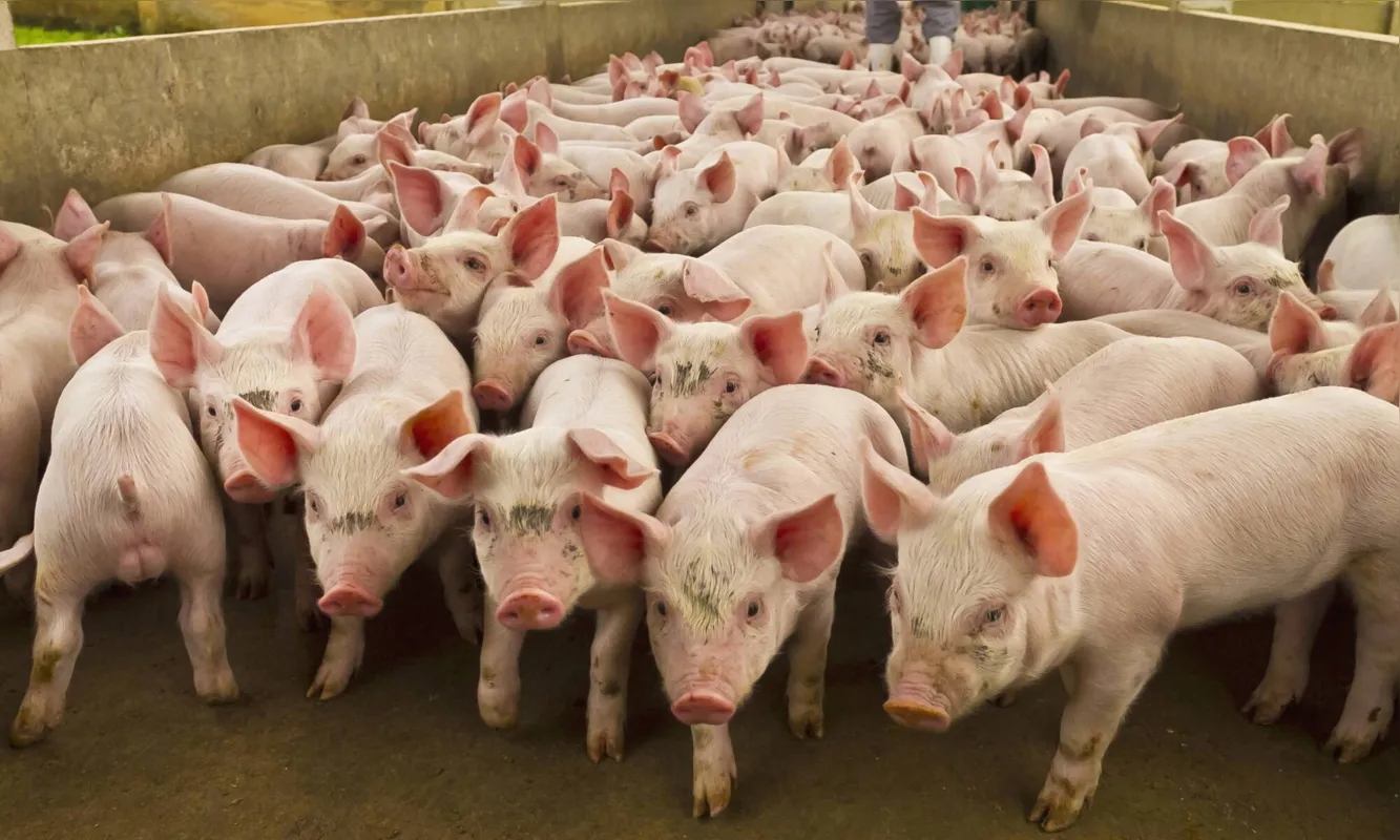 Paraná ocupa atualmente a vice-liderança na produção de carne suína em território nacional, perdendo apenas para Santa Catarina
