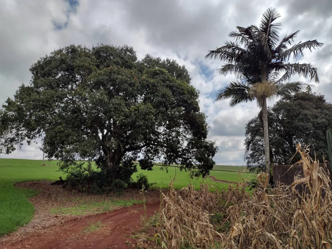 Imagem ilustrativa da imagem CIDADE FALA 22/6 - Zona rural: Cambé