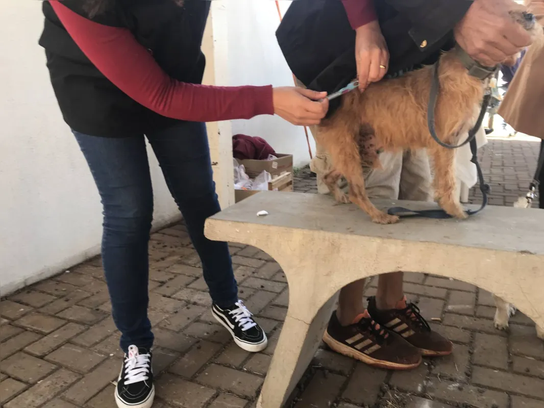 Imagem ilustrativa da imagem Cães são vacinados contra raiva no Centro Pop em Londrina