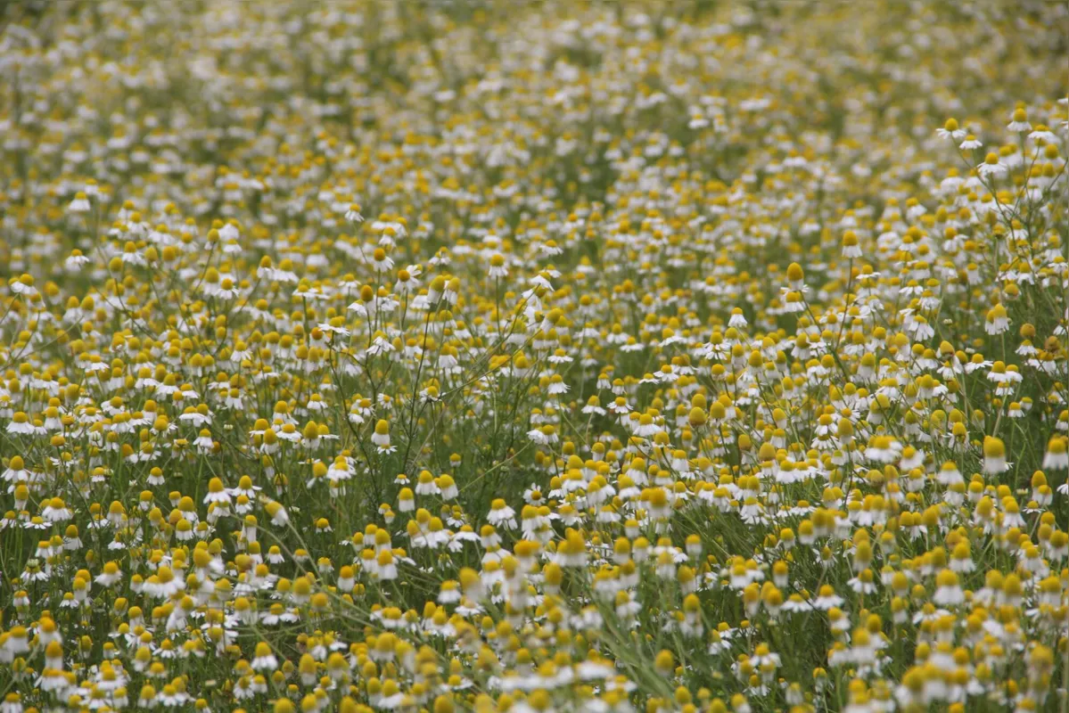 Campos floridos de camomila em Mandirituba enchem os olhos dos turistas: 730 hectares plantados