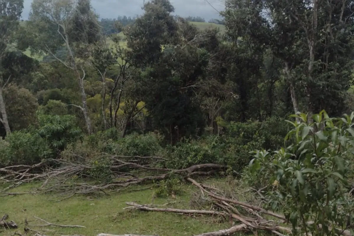 Diagnóstico do estudo mostra que falta de engajamento dos proprietários de terras na preservação das florestas agrava o problema