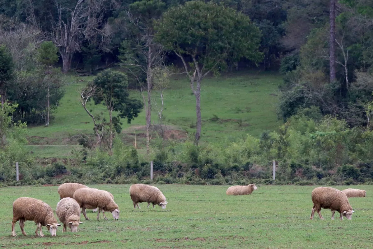 Ovinocultura movimentou R$ 120 milhões em riquezas no Paraná em 2020