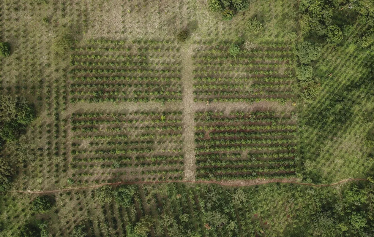 Vista aérea mostra plantações de café na serra da Gorongosa, em 20 de maio de 2022. A floresta devastada voltou a crescer, graças à cultura cafeeira, anteriormente estrangeira