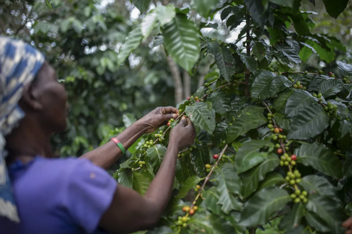 Imagem ilustrativa da imagem Cultivos de café salvam floresta tropical em Moçambique