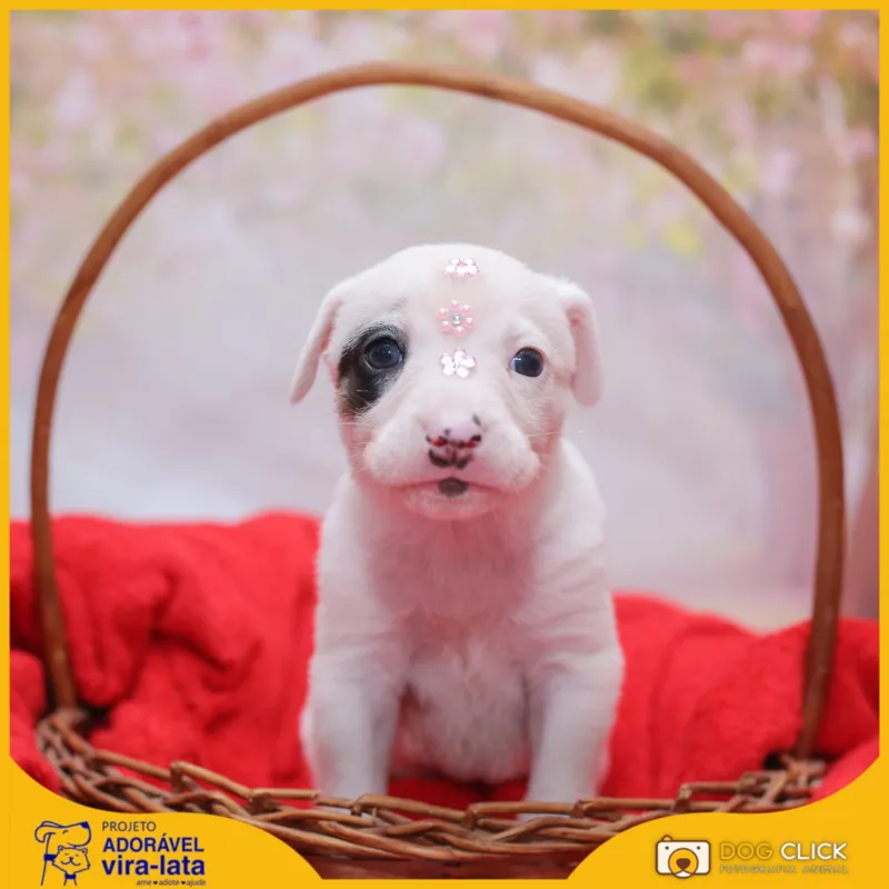 Imagem ilustrativa da imagem Domingo tem feira de adoção de animais na zona norte de Londrina