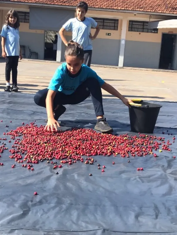 Do plantio à torra: Em cada ano, alunos aprendem as etapas de produção do café