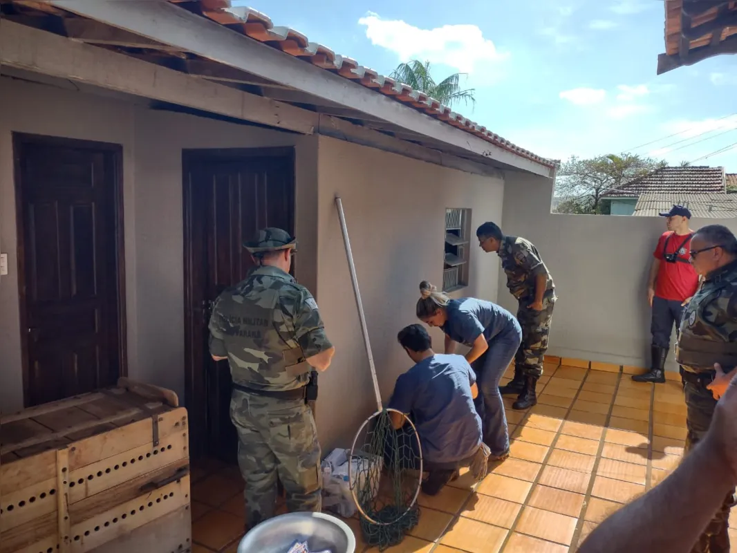 Imagem ilustrativa da imagem Onça é capturada após aparecer em casa em Assaí