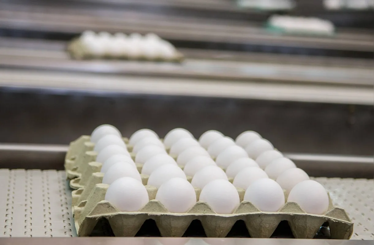 No Paraná, quase a totalidade da produção de ovos abastece o mercado interno e as exportações não chegam a 2% do total